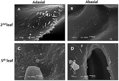 The Tea Plant Leaf Cuticle: From Plant Protection to Tea Quality